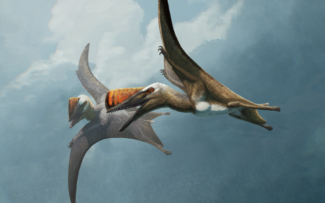 Scoperto un nuovo pterosauro, potrebbe essere un anello mancante