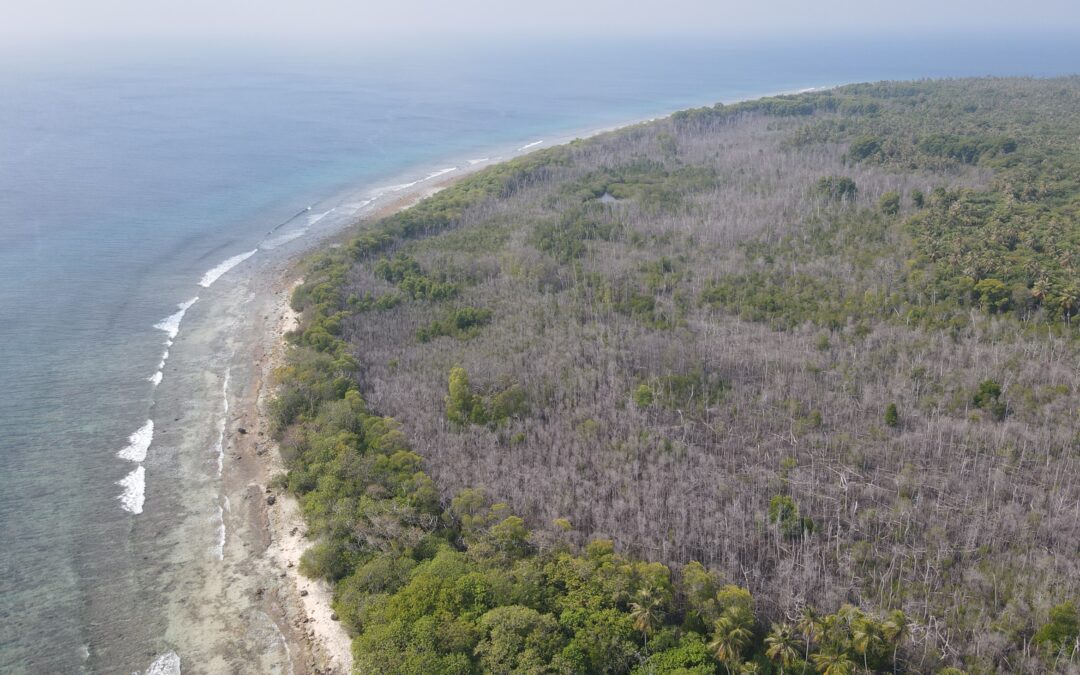 Le Mangrovie delle Maldive stanno annegando per il climate change