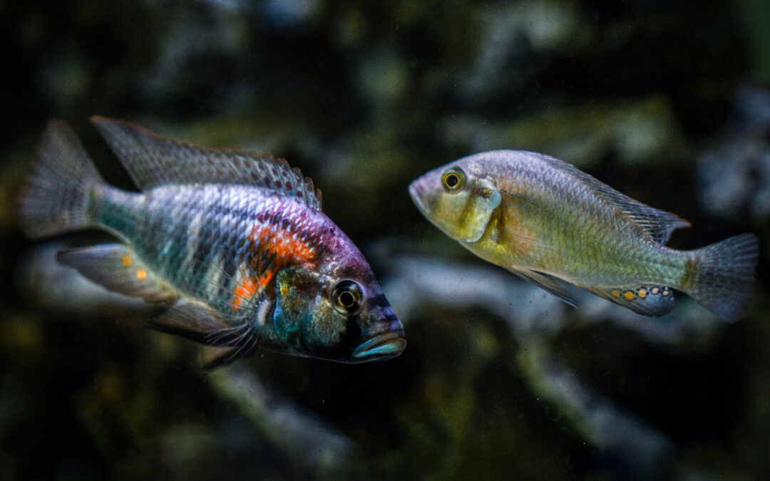 Nei pesci sociali l’esclusione ha conseguenze sul cervello