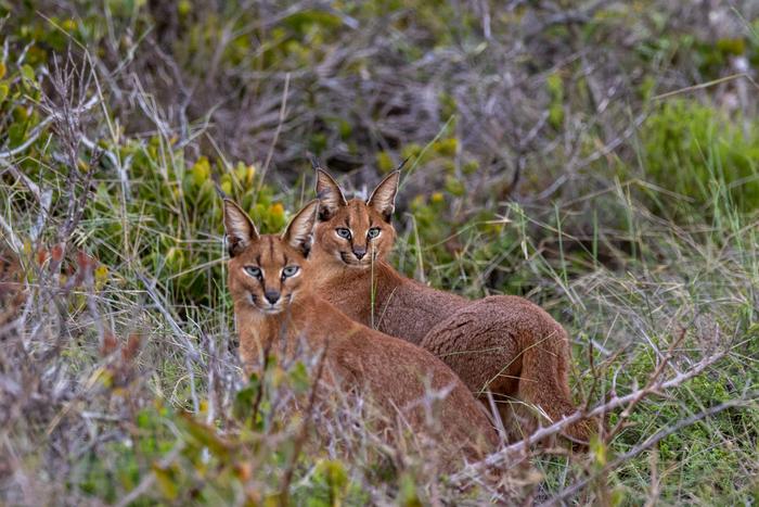 La popolarità degl animali sui social rafforza difesa della biodiversità