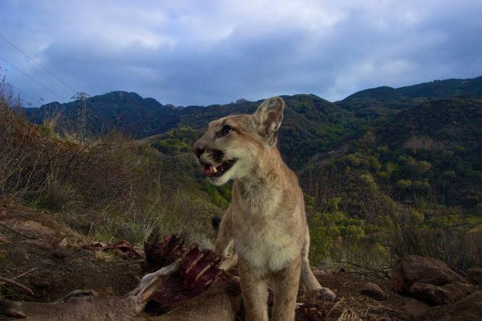 Sostenibilità: puma cambiano ciclo vitale per evitare esseri umani