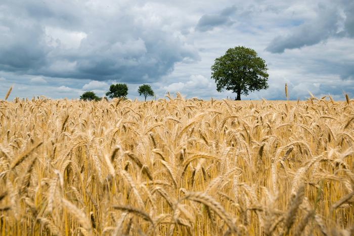 Le rese alimentari sono sempre cresciute negli ultimi sei decenni