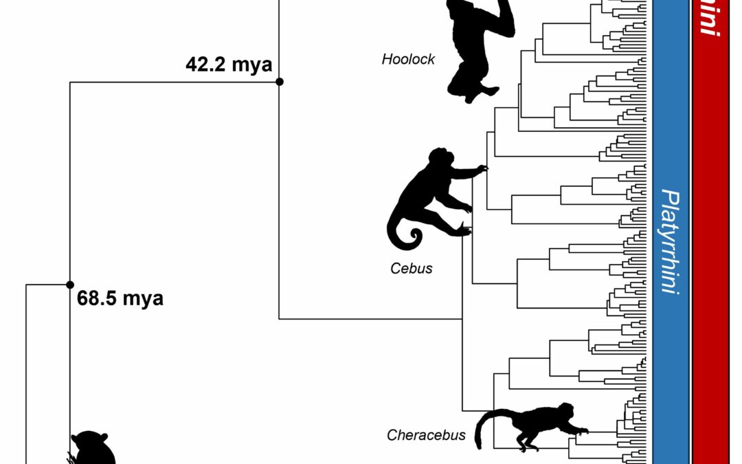 Un nuovo modo per mappare l’evoluzione dei primati