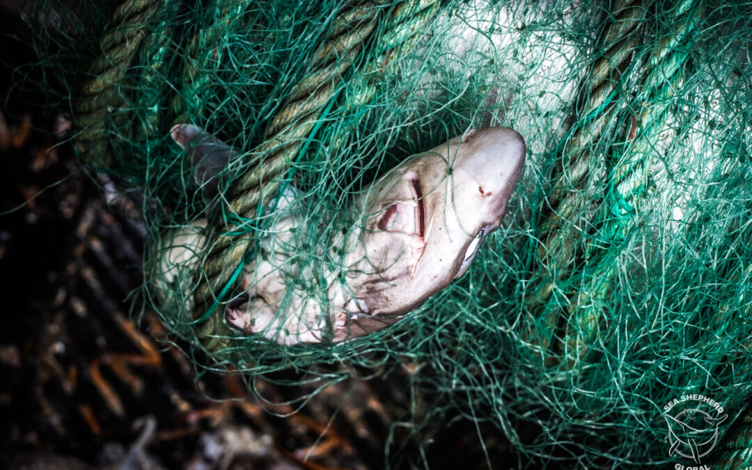 Pesca eccessiva ha dimezzato numero di squali e razze dal 1970