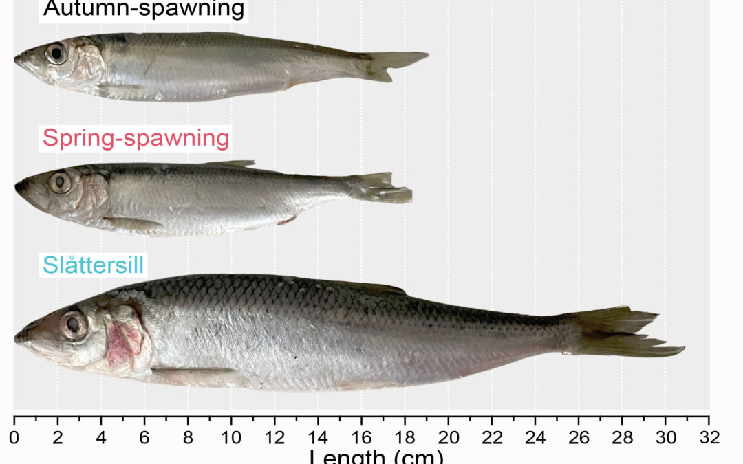 Nel Baltico ci sono due diverse specie di aringa