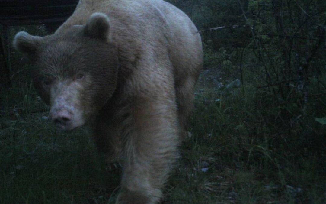 Via a progetto Ue per migliorare la coesistenza tra uomo e animali carnivori