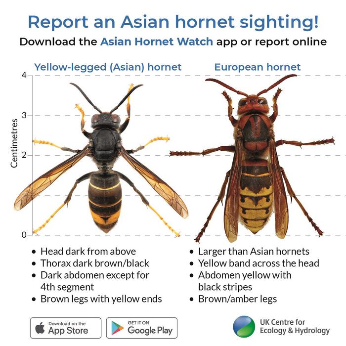 Low-Res_Hornet- comparison