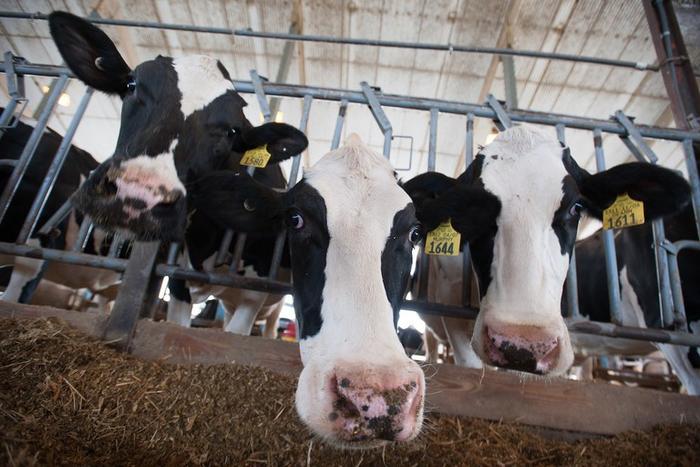 Zucchero combatte le infezioni nelle mucche bene quanto gli antibiotici