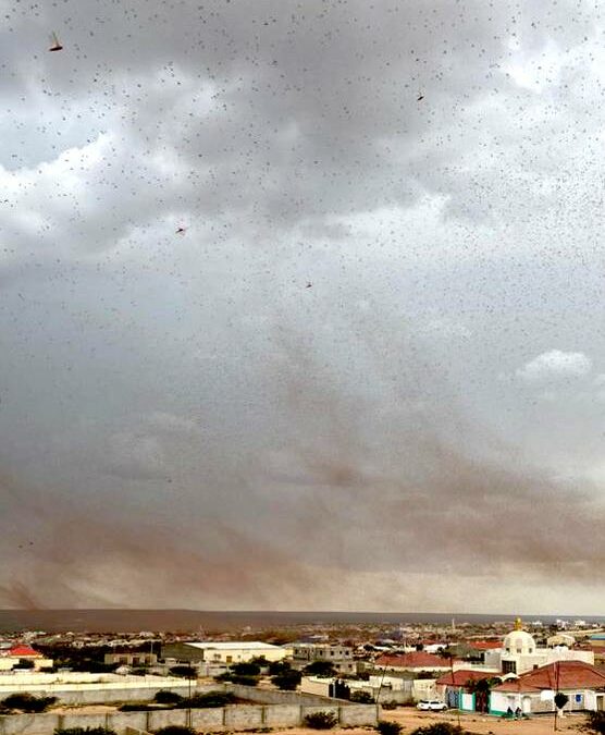 Sviluppato un sistema per predire gli attacchi delle locuste