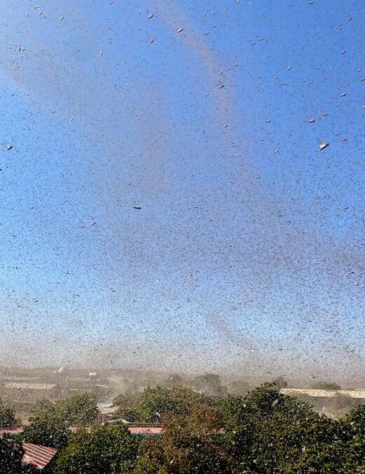 Scoperti enzimi che spingono locuste ad aggregarsi in sciami