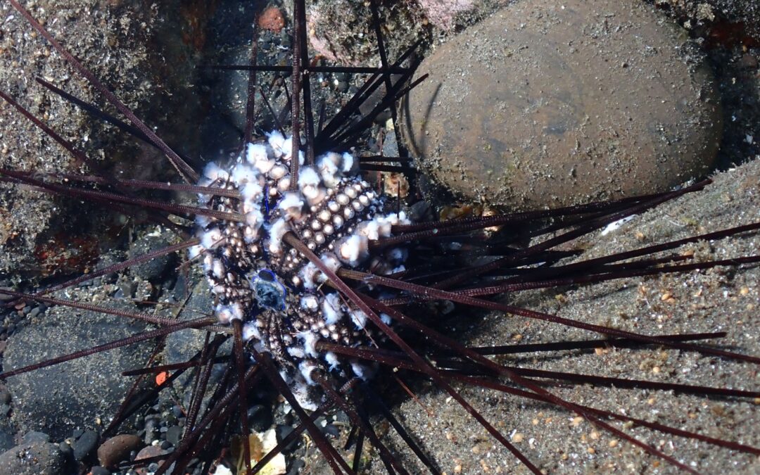 Killer dei ricci del Mar Rosso si è ora diffuso nell’Oceano Indiano