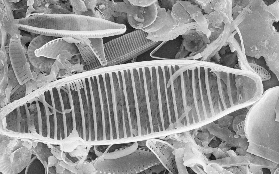 Grazie alle alghe, sviluppato nuovo sistema di purificazione dell’acqua