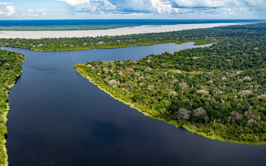 Flora e fauna amazzonica hanno una relazione di dipendenza