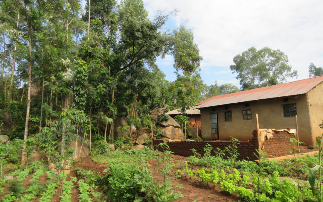 Uno studio del Kenya evidenzia la complessità dei programmi di piantagione di alberi