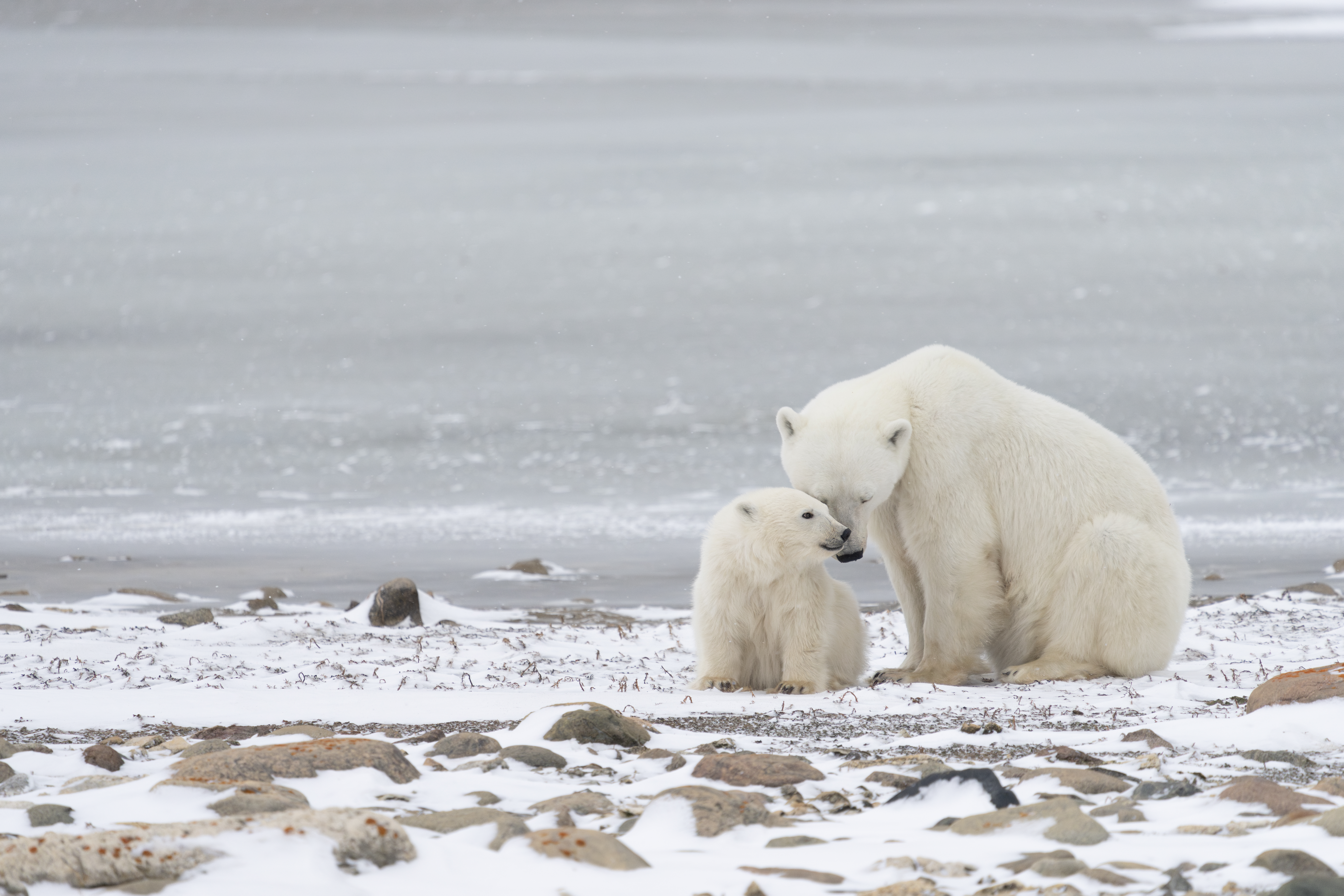 I cambiamenti climatici hanno dimezzato gli orsi polari nella baia di Hudson