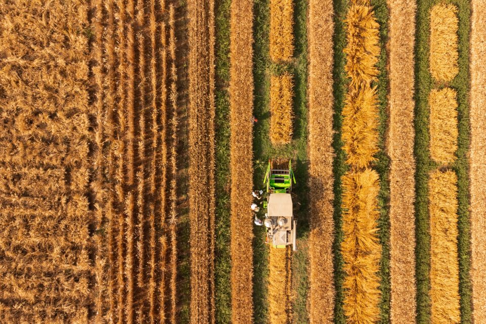 CREA e Microsoft insieme per decodificare il DNA di tutte le varietà di grano duro del pianeta