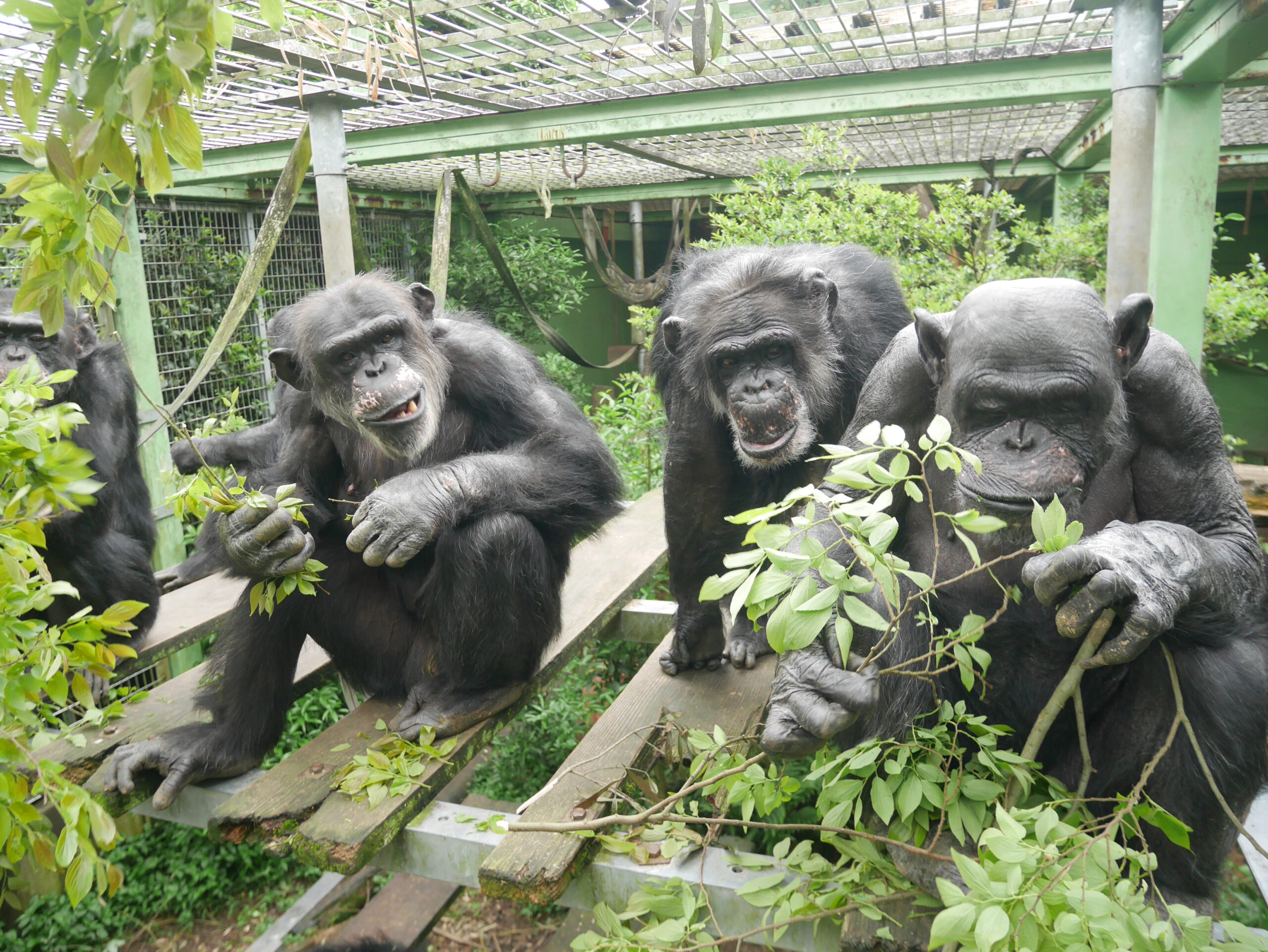 Chimpanzees eating leaves CREDIT Onishi et al