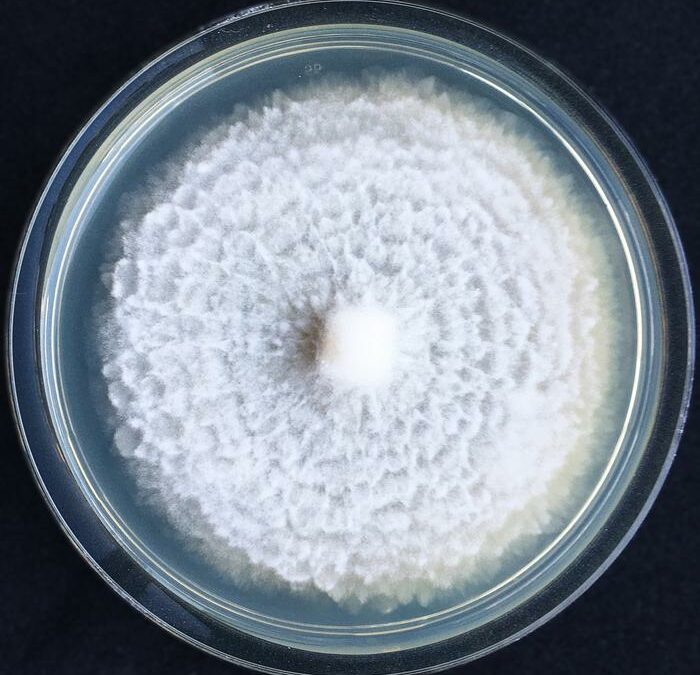 Nuova scoperta getta le basi per pesticida green a base di funghi