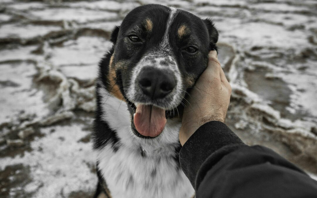 I cani più paurosi hanno microbiomi riconoscibili
