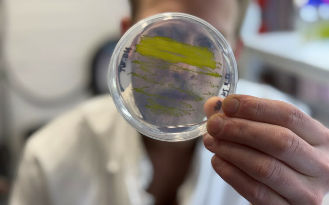 Con speciali microalghe, prodotte vitamine e altri nutrienti ecosostenibili