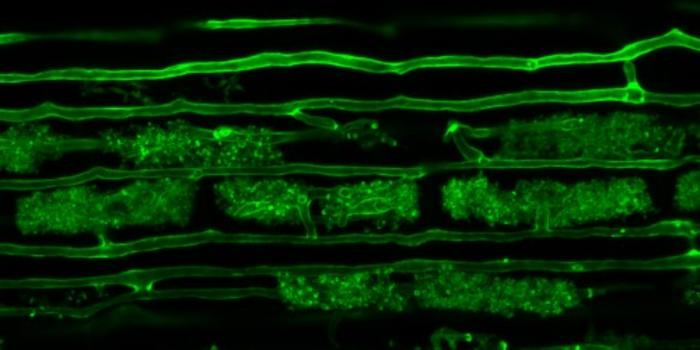 Scoperto meccanismo biologico per ridurre uso dei fertilizzanti