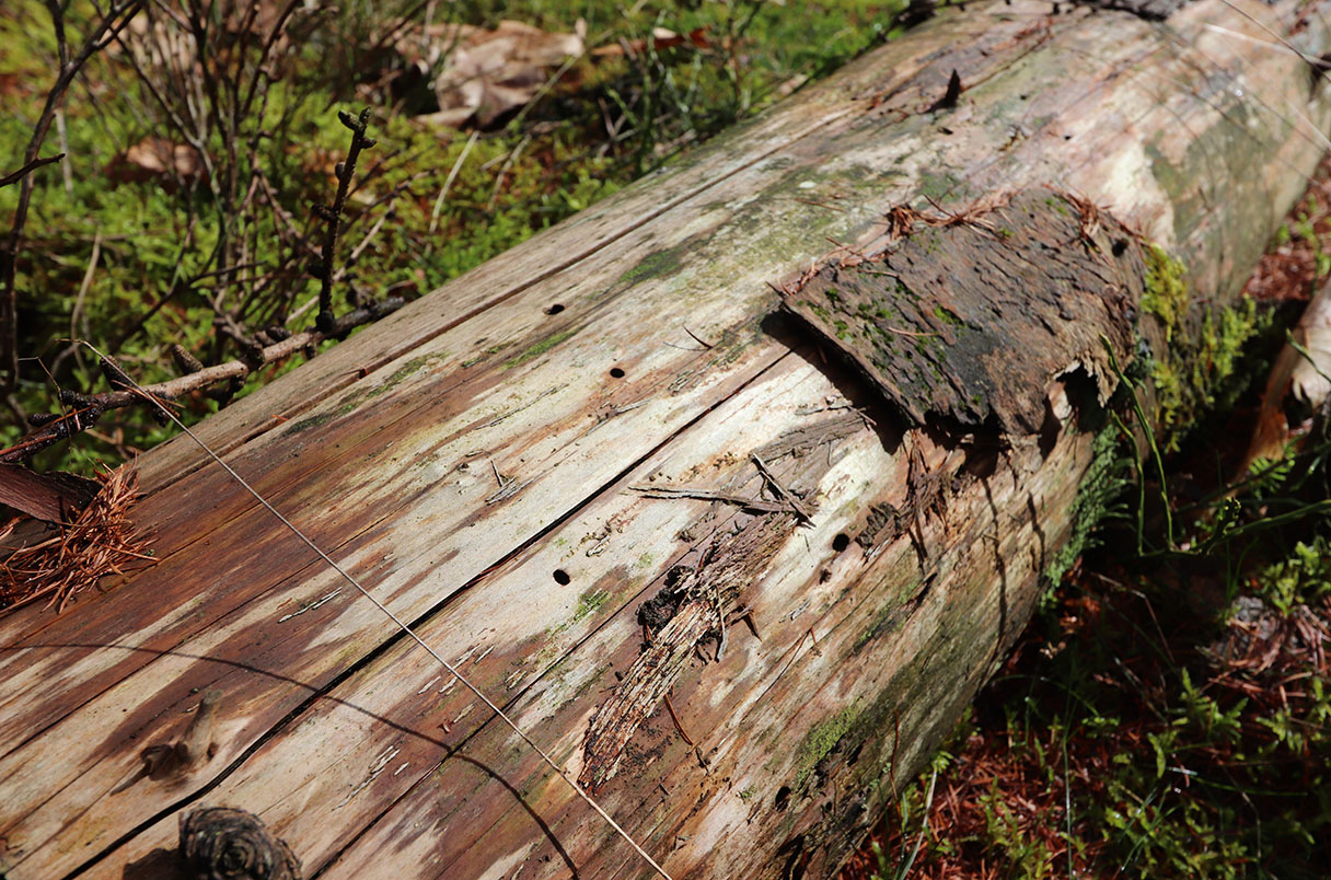 _20250205_on_wildfirebeetle