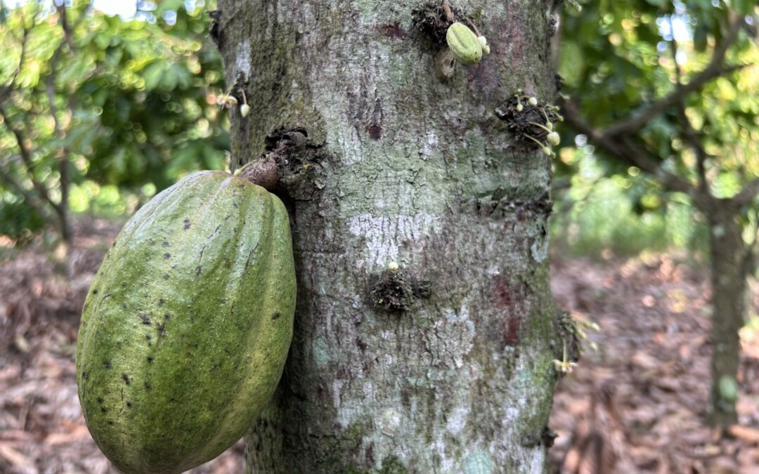 Il cacao è a rischio, ma si può salvare