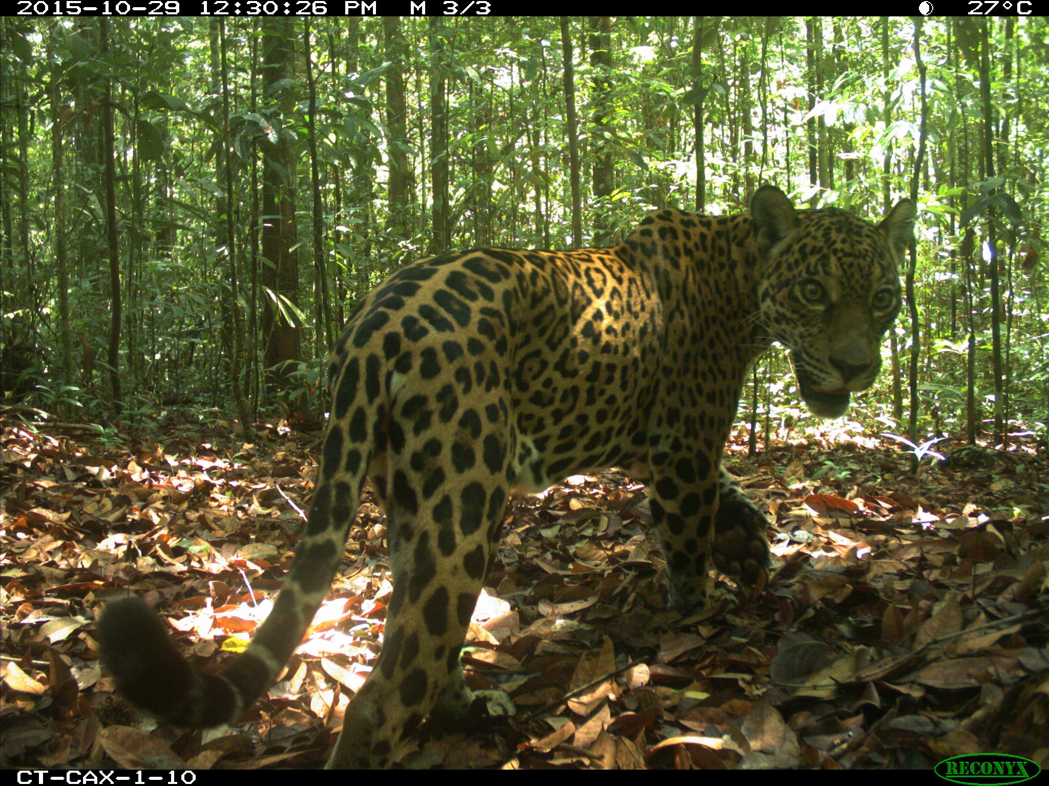 Foto-trappola_Giaguaro_Cauxiana_Brasile