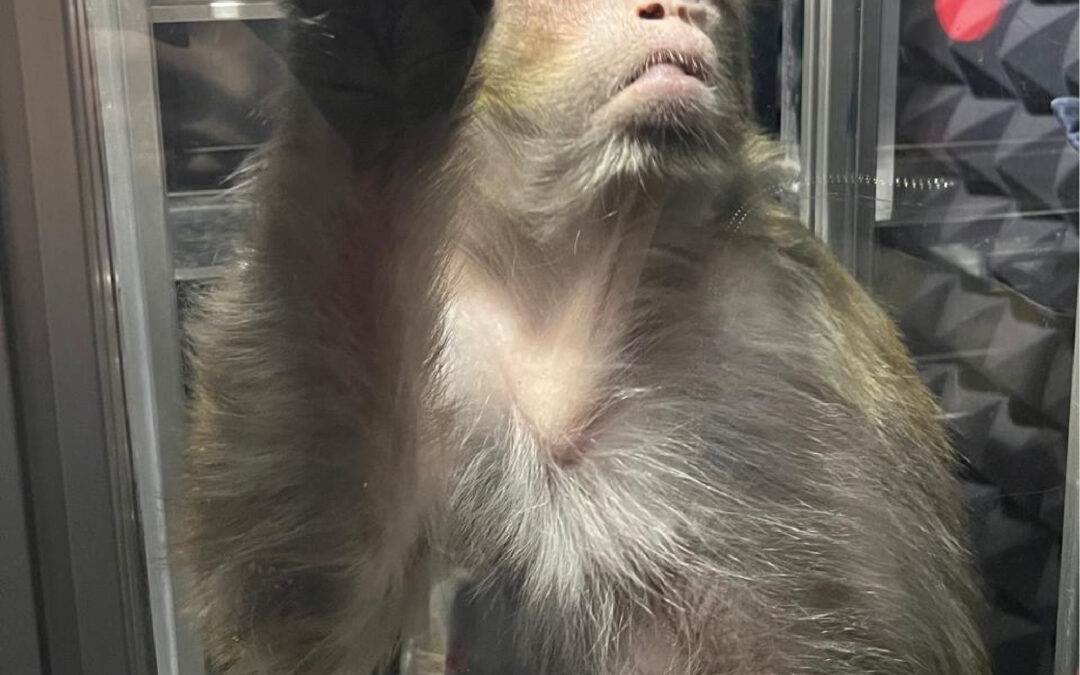 I macachi associano immagini a suoni e parole, anche quando pronunciate da sconosciuti