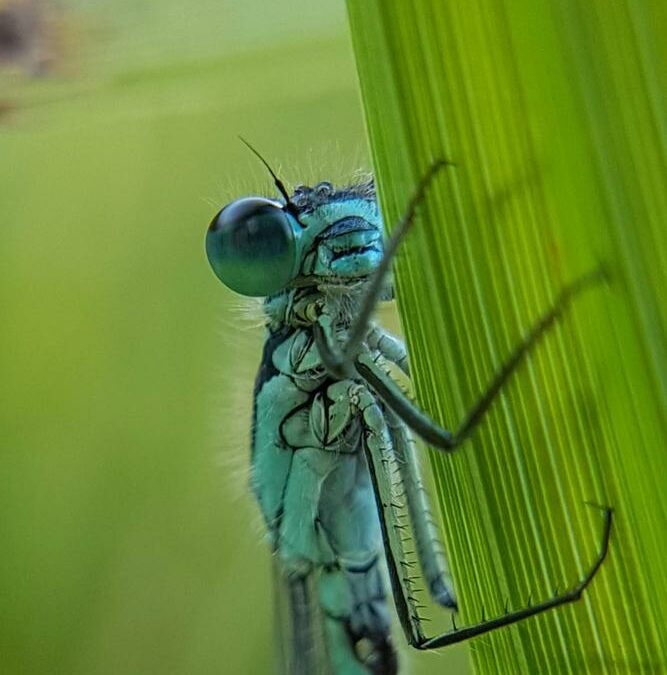 GB, biodiversità in crescita grazie alla lotta all’inquinamento