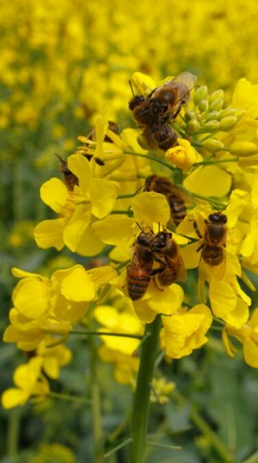 I pesticidi sono tra i maggiori responsabili della crisi della biodiversità globale