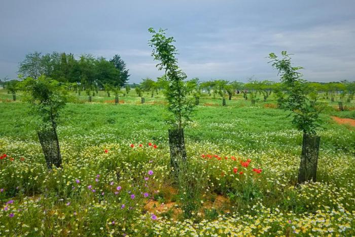 Scoperti i benefici dell’agroforestazione