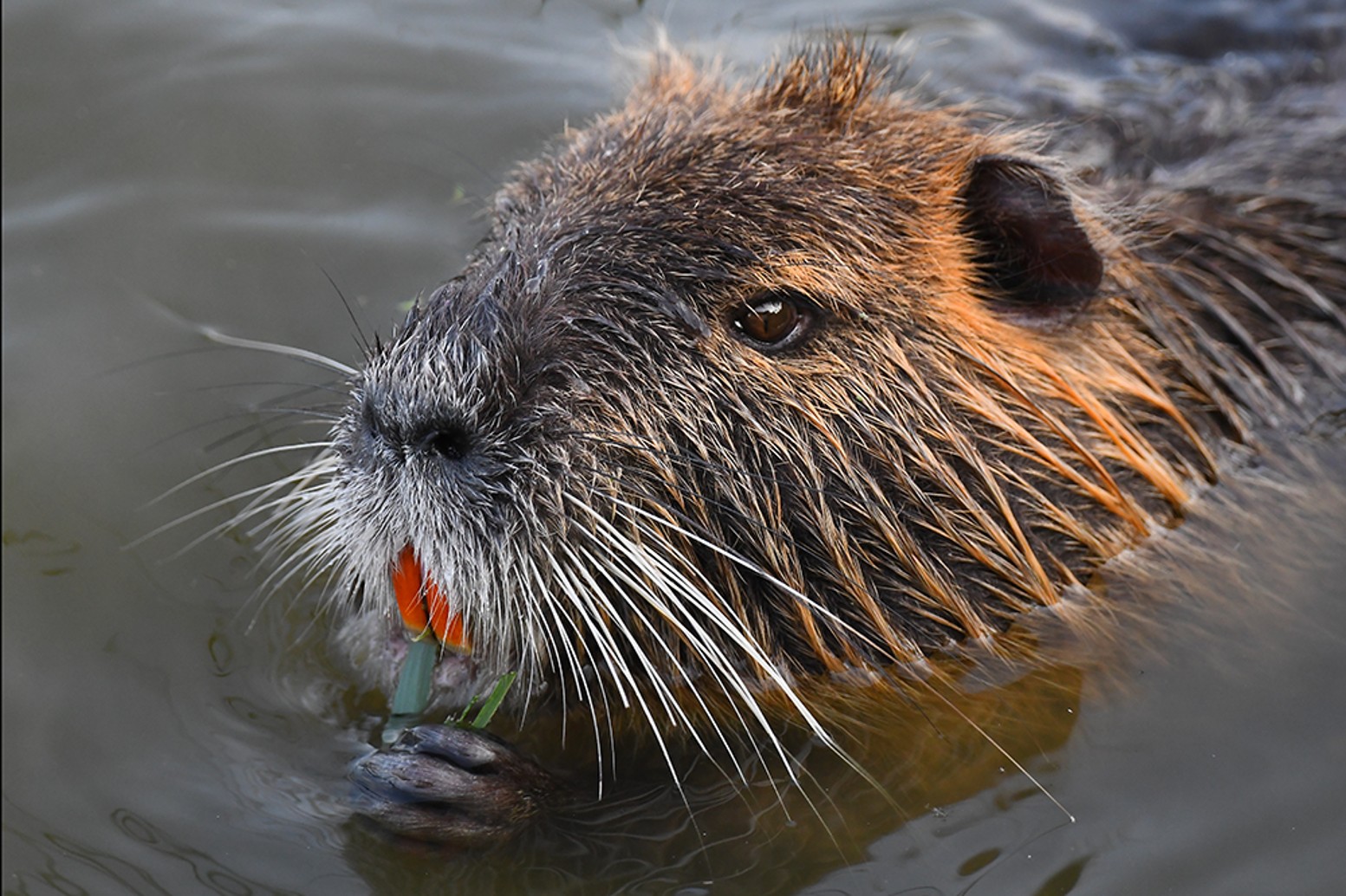 Nutria (Myocastor coypus) (1)