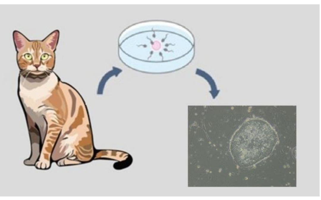 Generate cellule staminali embrionali feline