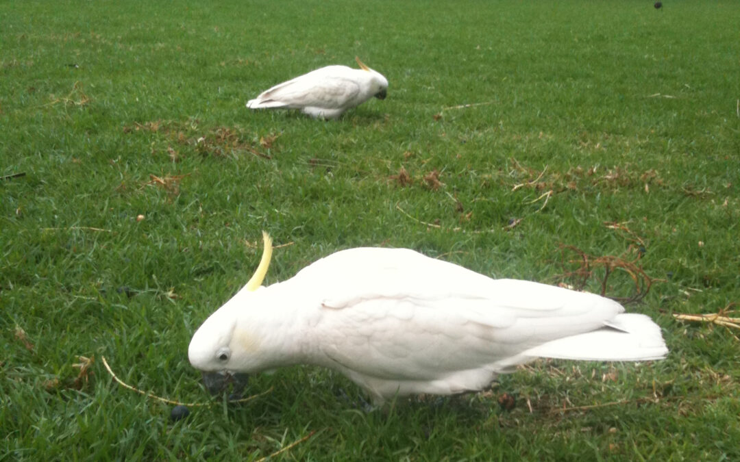 In Australia, i cacatua hanno imparato a usare le fontanelle