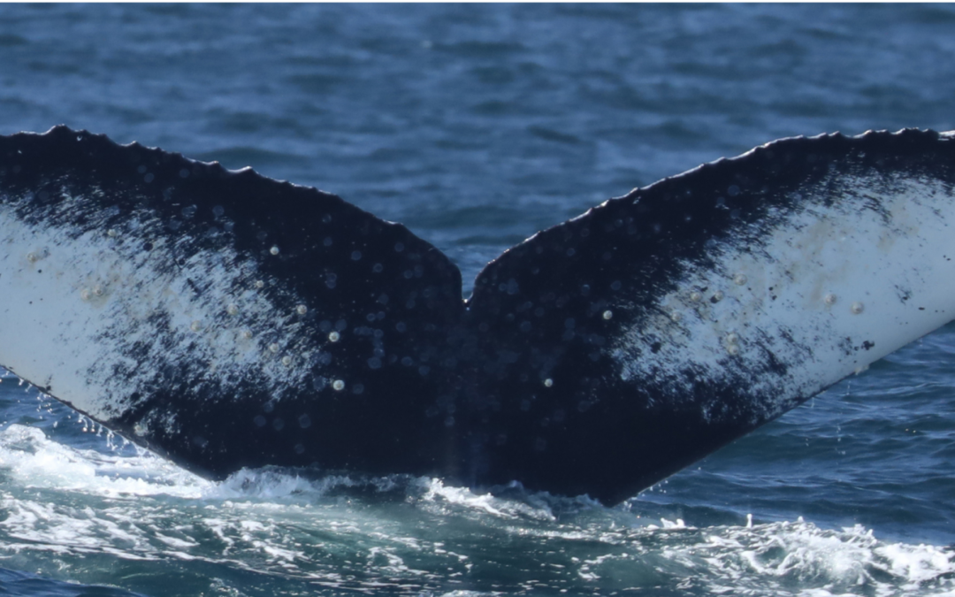 I canti delle balene variano con la disponibilità alimentare