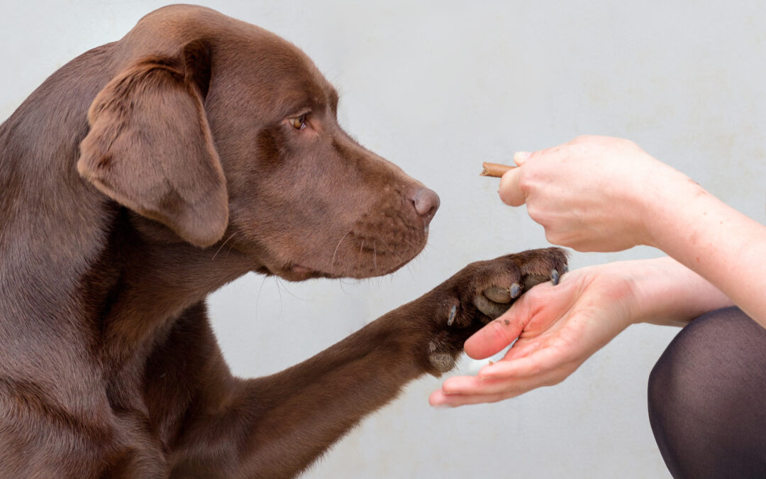 Identificati geni che rendono uomini e Labrador inclini all’obesità