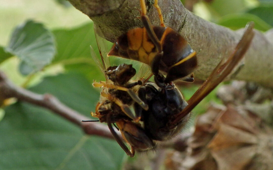 I calabroni asiatici si nutrono di oltre 1.400 specie