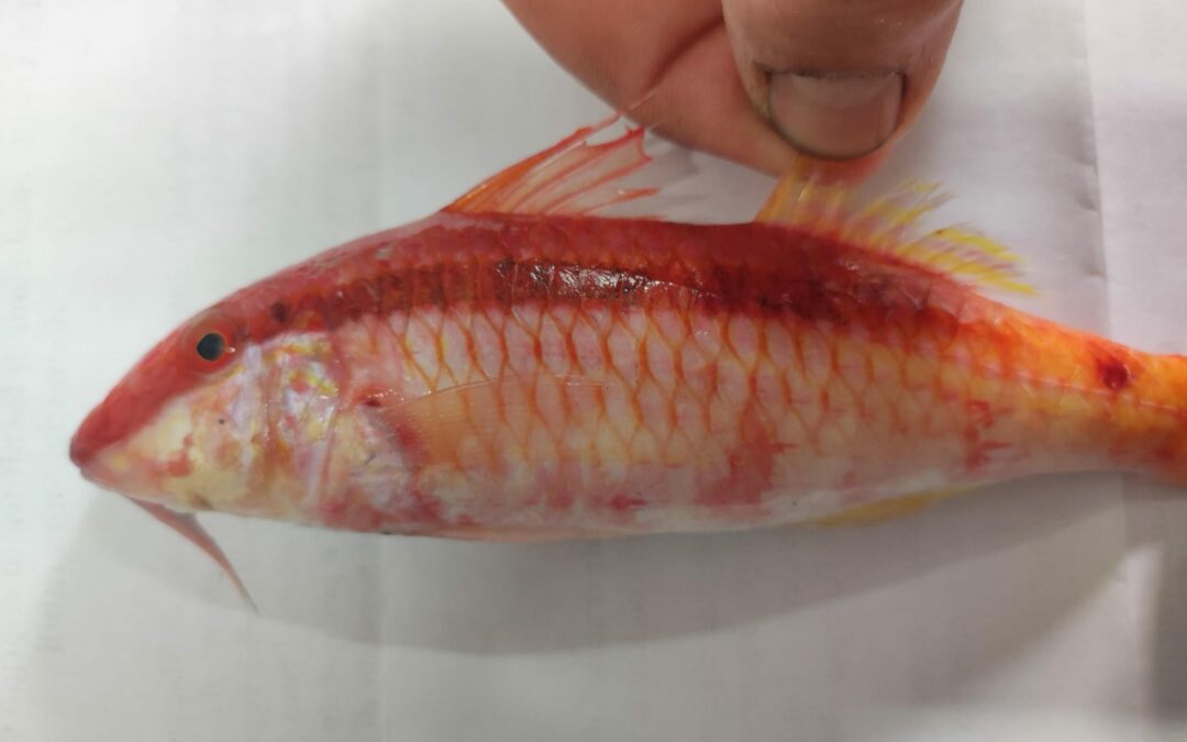 Scoperta a Lampedusa nuova specie aliena nel Mediterraneo: la triglia del Mar Rosso