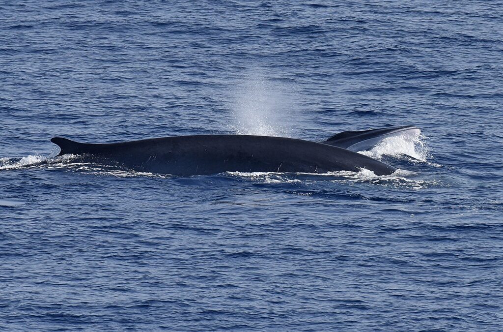Una balenottera comune nel Golfo di Taranto: un segnale per la specie nel Mediterraneo