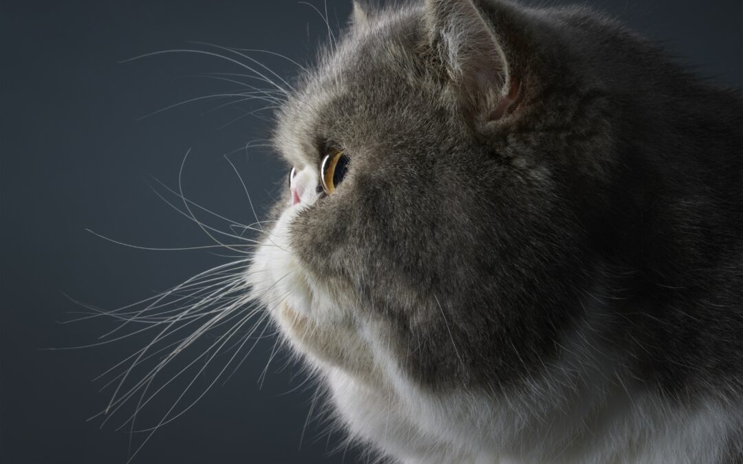 I cani e i gatti brachicefali sono più simili tra loro che ai rispettivi antenati