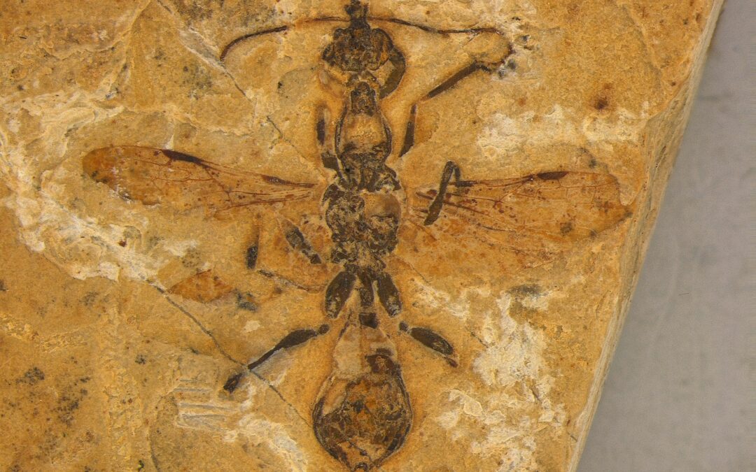 Scoperta in Brasile la formica più antica conosciuta