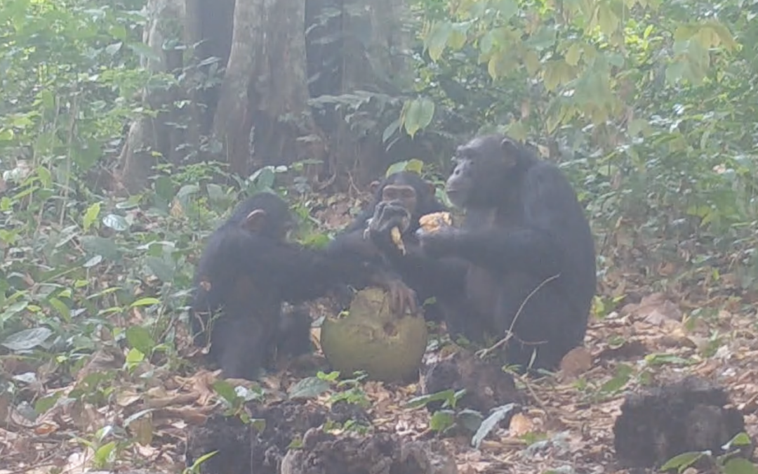 Gli scimpanzé condividono tra loro la frutta alcolica