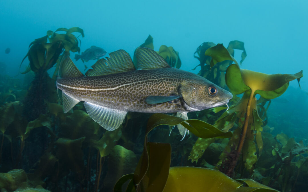 Il pesce che mangiamo contribuisce alla salute dei fondali