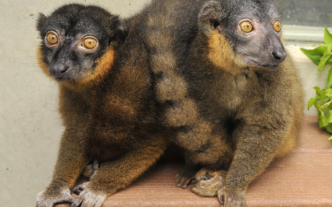 Girl power, i lemuri gestiscono la guerra dei sessi a colpi di ossitocina