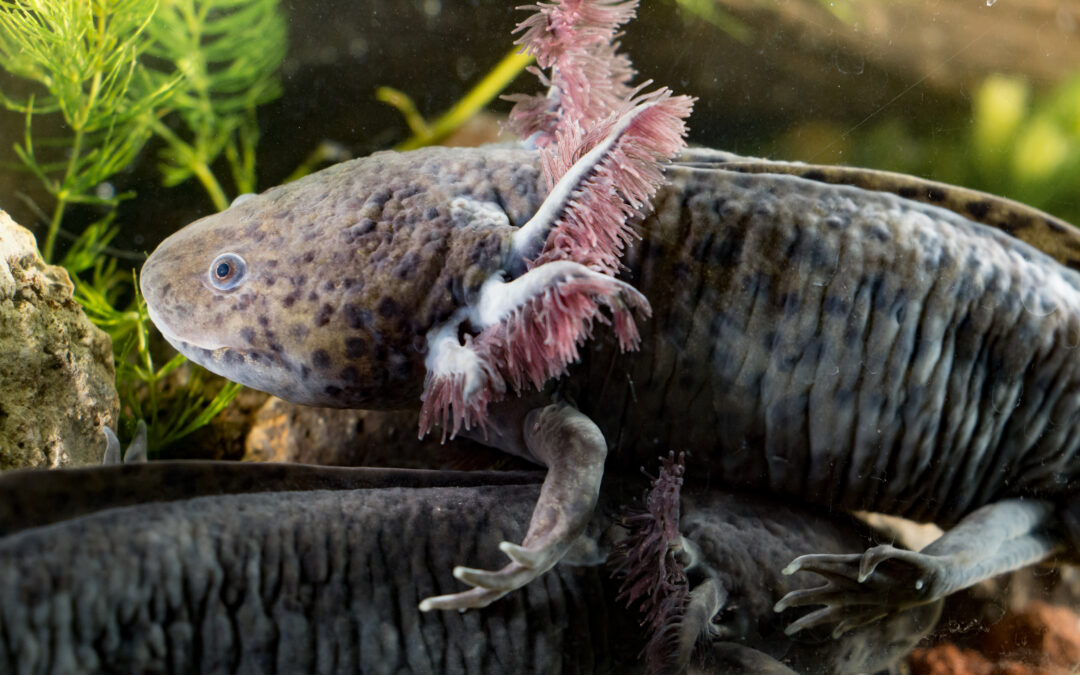 Gli axolotl a rischio sembrano in grado di sopravvivere in zone umide messicane artificiali