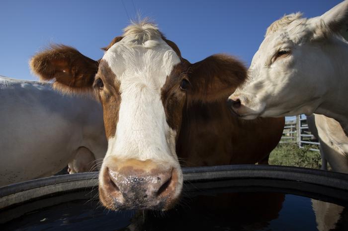 Cows drinking at a water trough. Photo taken 09-08-20.