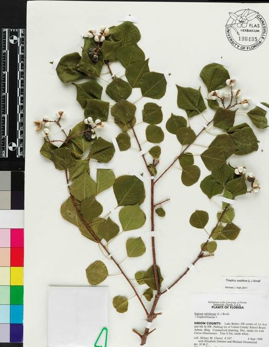 USA, specie invasive di alberi sempre più diffuse