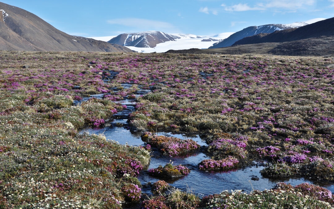 Artico, il climate change sta stravolgendo le specie vegetali