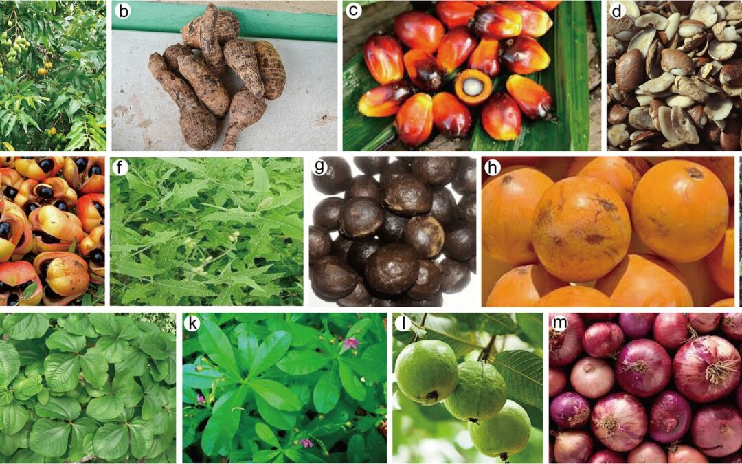 Scoperti meccanismi anticancro nelle piante alimentari indigene in Nigeria 